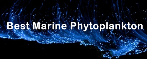 Ormus Minerals Ocean Nectar - Best Marine Phytoplankton